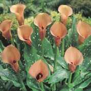 Calla Orange 'Cameo'